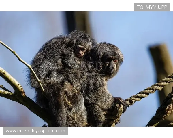 圭亚那体育产业迈向新高度，圭亚那有足球队吗