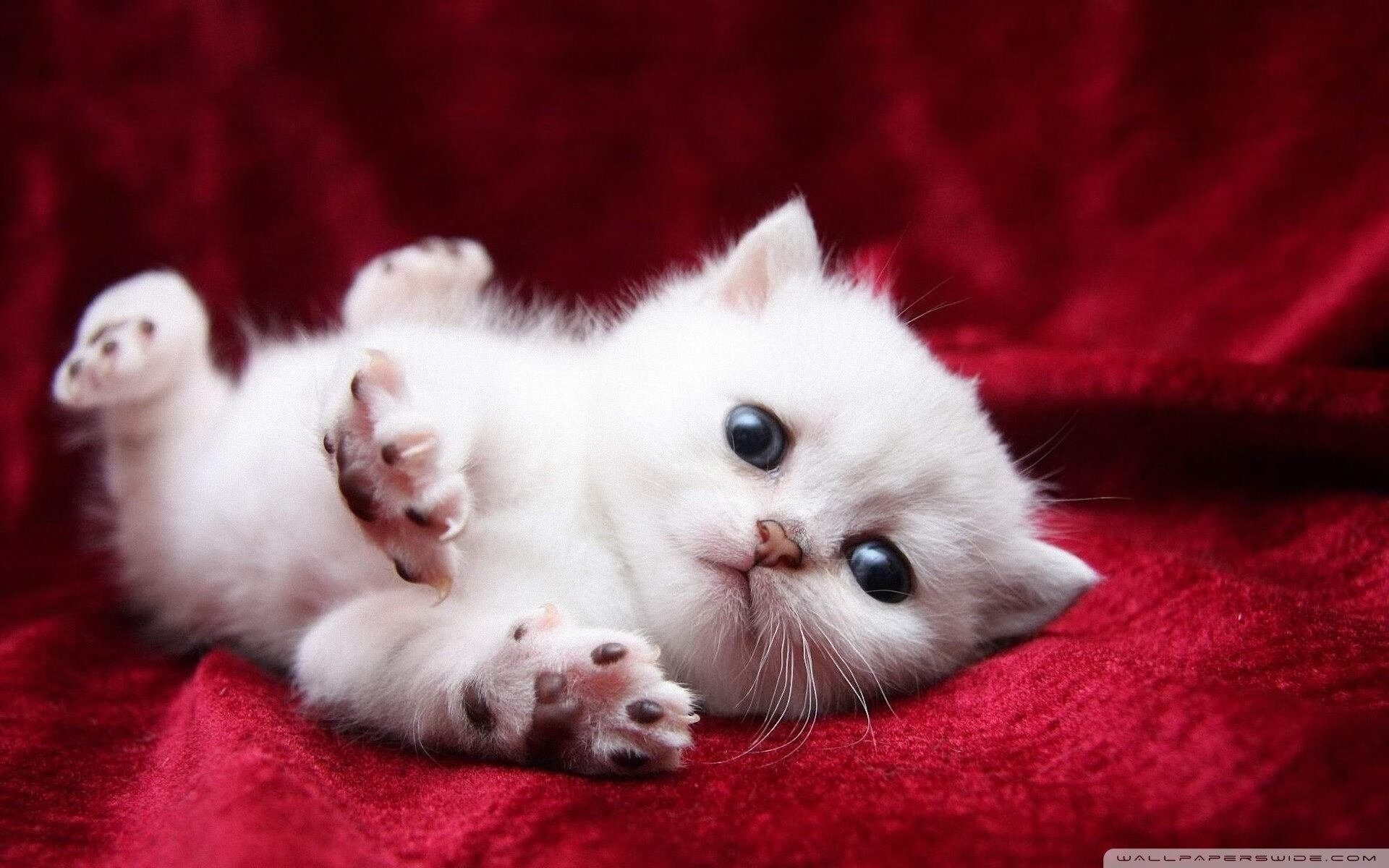 中国足球职业联赛提升赛事数字直播质量,国内足球联赛数据app