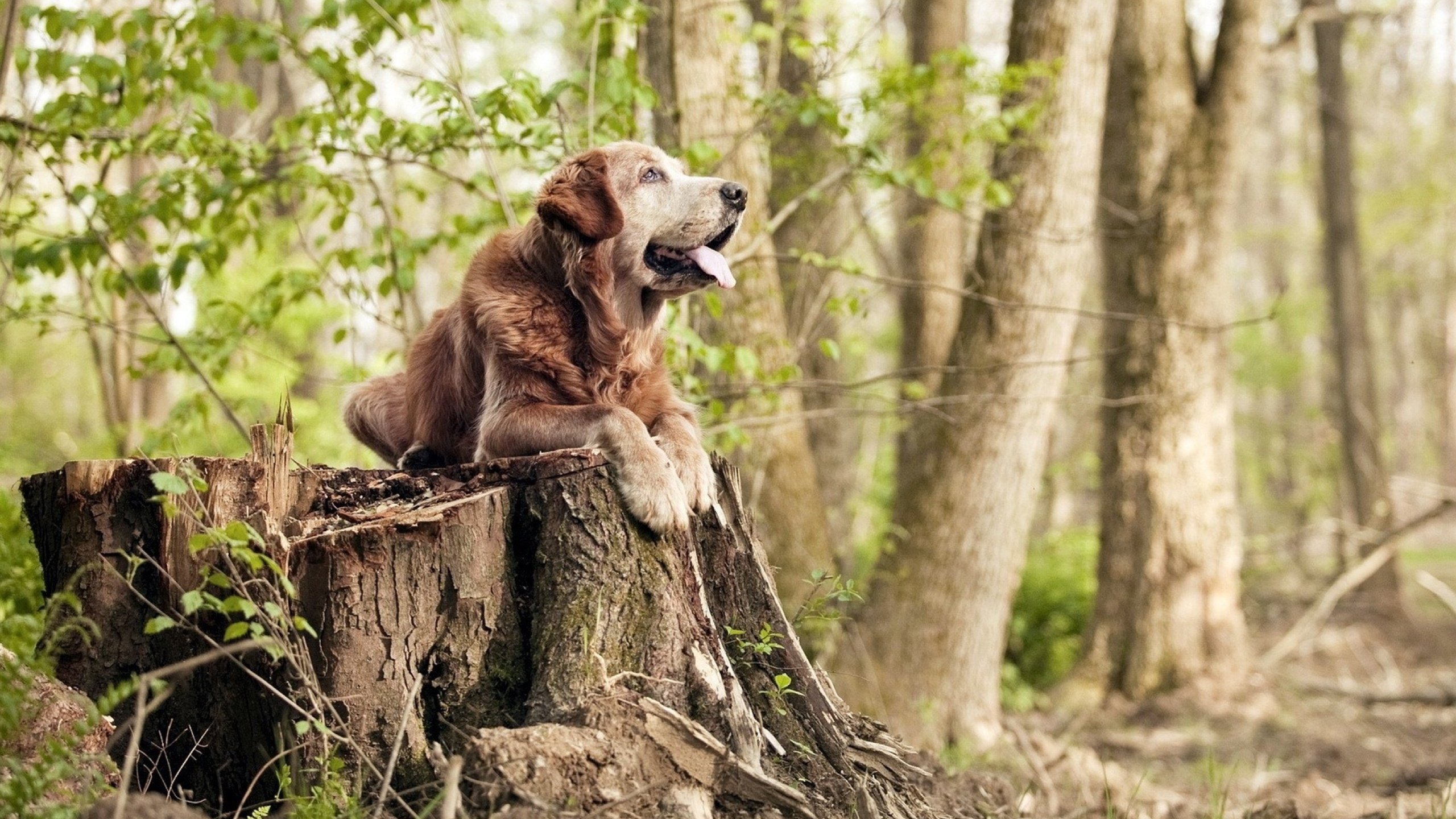 乐鱼电竞-半年赚9亿关300店，好想来母公司港交所筹备有序——从门店调整到上市协同的成长笔记